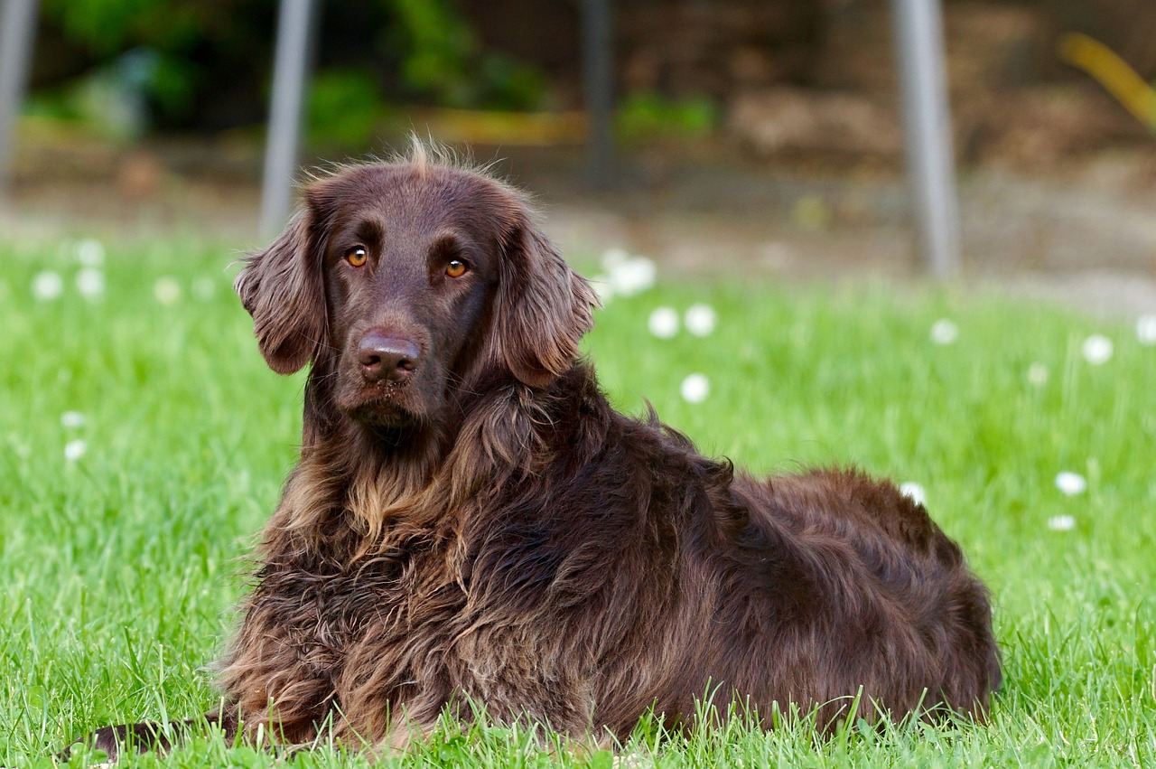 How to Handle Anxiety in Senior Dogs